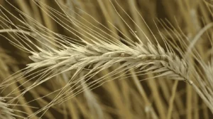 🚨 गेहूं खरीद 2026: किसानों की बल्ले-बल्ले! बारिश से खराब और सिकुड़ा गेहूं भी पूरे दाम पर खरीदेगी सरकार